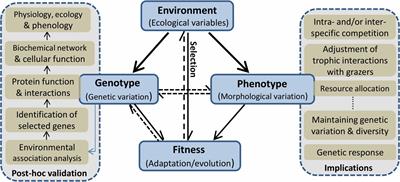 what is ecological adaptation